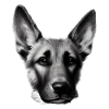 Dog Owner German Shepherd Puppy