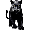 Black Leopard
