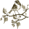 Oiseau