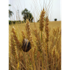 Snail on wheat