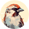 House sparrow