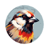 House sparrow
