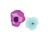 Zytologie und Zellen