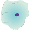 Cytology and cells