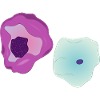Cytology and cells