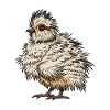 Silkie Smooth Chinese Silk Poulet