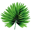 The palm leaf