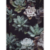 Succulent