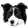 Border Collie Irlandais