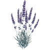 Lavender plant - Realism