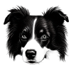 Border Collie Irish Herding Dog