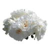 White rose bush