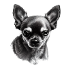 Such a cute Chihuahua