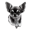 Miniature Dog Chihuahua
