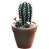 Cactus plant - Realism