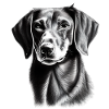 Kurzhaardackel Teckel Dachshund