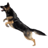 German Shepherd jumps
