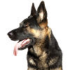 German Shepherd Head