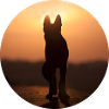 German Shepherd / Wolf Silhouette