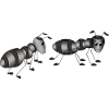 Ants
