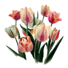 Tulip flowers - Realism