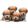 Funny dogs
