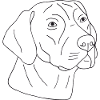 Rhodesian Ridgeback