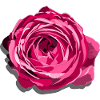 Blossom of a Red Rose