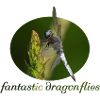 Libelle