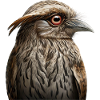 Potoo Bird Illustration
