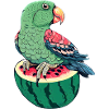Rare parrot on watermelon