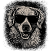 Golden Retriever Cool Owner Mammal