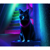 Psy cat