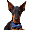 Dobermanntrainer Dobermann Hund Dobermannwelpe