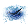 Whale VI PIX