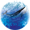 Baleine bleue