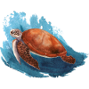 Tortue