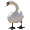 Swan