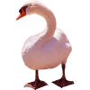 Schwan