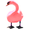 Swan