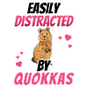 Distracted by Quokka Australia marsupial