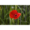 Coquelicot.