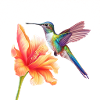 Kolibri