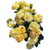 Rose bush with buds