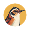 Wren bird