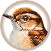 Wren bird