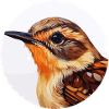 Wren bird