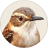 Wren bird