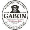 Gabon chimpanzee