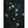 Lantana